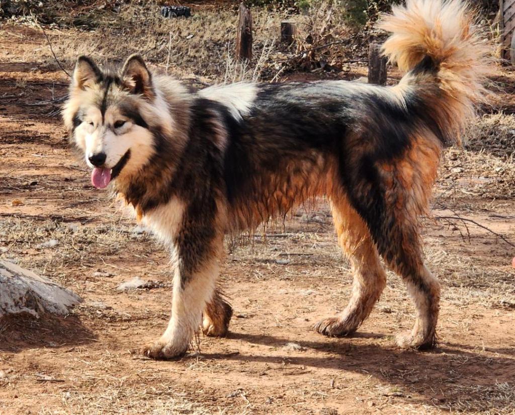 About Malamutes – Skyland Malamutes