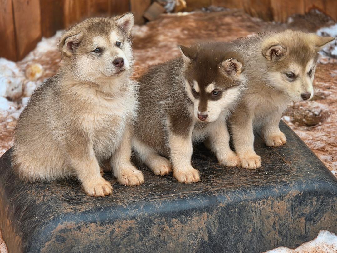 About Malamutes – Skyland Malamutes